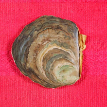 Load image into Gallery viewer, Sea Pearls and other poems Published by London: Ernest Nister/ New York: E. P. Dutton CONDITION: very good