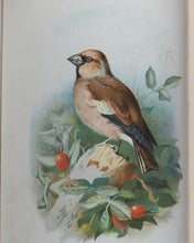 Load image into Gallery viewer, Familiar Wild Birds. [ORIGINAL  BINDINGS]. WALTER SWAYSLAND.  Published by London: Cassell &amp; Company, Limited, 1883.
