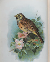 Load image into Gallery viewer, Familiar Wild Birds. [ORIGINAL  BINDINGS]. WALTER SWAYSLAND.  Published by London: Cassell &amp; Company, Limited, 1883.
