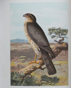 Familiar Wild Birds. [ORIGINAL  BINDINGS]. WALTER SWAYSLAND.  Published by London: Cassell & Company, Limited, 1883.