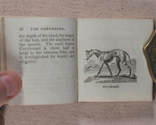 Load image into Gallery viewer, Mills, Alfred. Natural History of 48 Quadrupeds. Darton, Harvey &amp; Darton and J. Harris. London. 1815.
